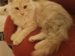 -猫腻·猫咖·撸猫馆(星光大道店)