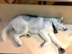 -Husky Go! 哈士奇体验馆·宠物咖啡厅狗咖