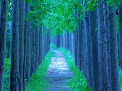 -上海长兴岛郊野公园