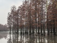 -白鹭湾湿地公园