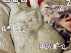 -东方名猫馆·英短金渐层布偶猫舍(环线广场1号楼店)