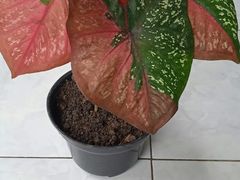 -维乐口腔医院(福清院)