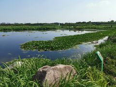 -荷塘月色湿地公园·向阳花洲