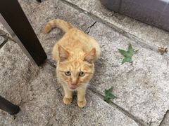 -疯克大象美式烤肉餐厅