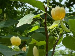 -杭州植物园
