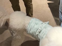 -百好乐宠物友好餐厅(朝外大街店)