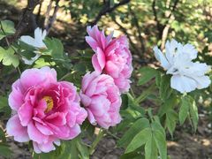 -洛阳市隋唐城遗址植物园