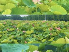 -嘉北郊野公园