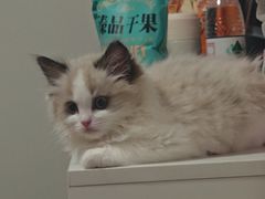 -中农国际动物医院24小时·猫科·骨科·急重症中心