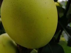 -梨木台悦来客农家院