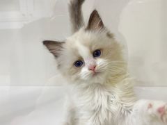 -青奢宠物·青奢猫舍