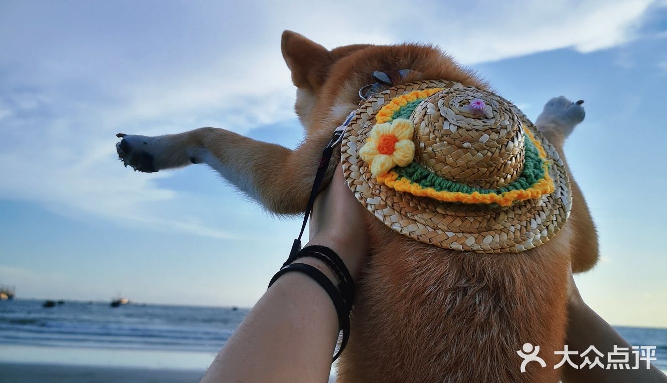 Go！[加油]「侨港海滩🏖️」汪界“辛巴”到此一游🐶🐶🐶