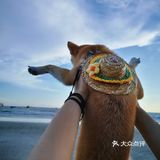 Go！[加油]「侨港海滩🏖️」汪界“辛巴”到此一游🐶🐶🐶
