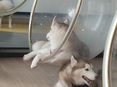 -Husky Go! 哈士奇体验馆·宠物咖啡厅狗咖