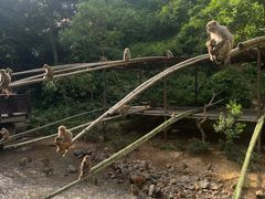 -西双版纳原始森林公园