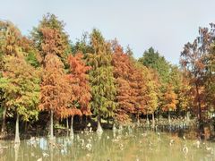 -海珠湖公园