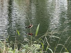 -成都市活水公园