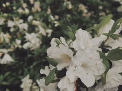 -南山植物园