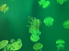 -福州罗源湾海洋世界旅游区