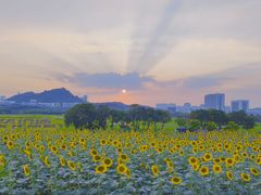 -光明小镇欢乐田园