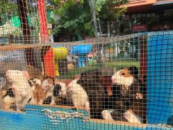 -萌宠亲子动物乐园(槐房万达店)