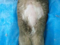 -纳吉亚猫专科动物诊疗中心(蒋宅口分院)