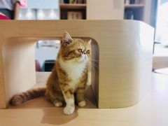 -瞄一喵猫咖(格力海岸店)