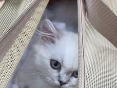 -爱洗澡的猫(天河路店)