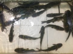 嘎鱼-铁锅炖灶台鱼老三炖鱼馆