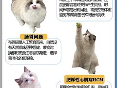 -Bastet sally猫舍购宠(静安店)