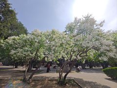 -北京市劳动人民文化宫(太庙)