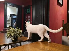 -猫色咖啡·猫咖