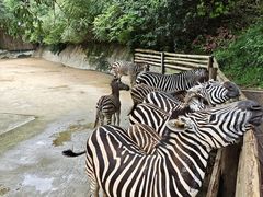 -泉州海丝野生动物世界