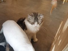 -飞行喵MR PILOT|猫舍·猫咖(静安大融城店)