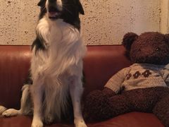 百好乐比萨-百好乐宠物友好餐厅(朝外大街店)