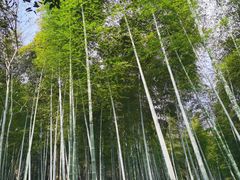 -上海佘山国家森林公园天马山园