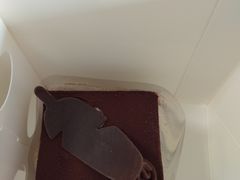 -好利来(乐堤港店)