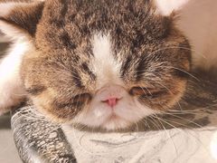 -瞄一喵猫咖(格力海岸店)