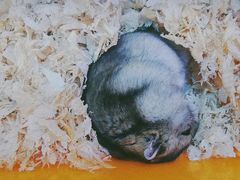 -龟与熊猫宠物公园(南坪店)
