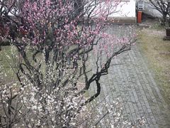 -苏州上方山国家森林公园