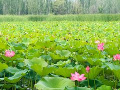 -野鸭湖国家湿地公园