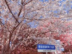 -高东镇樱花园