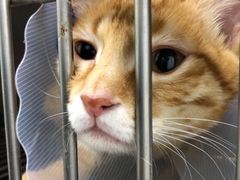 -中农国际动物医院24小时·猫科·骨科·急重症中心