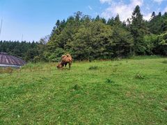 -武陵山森林公园