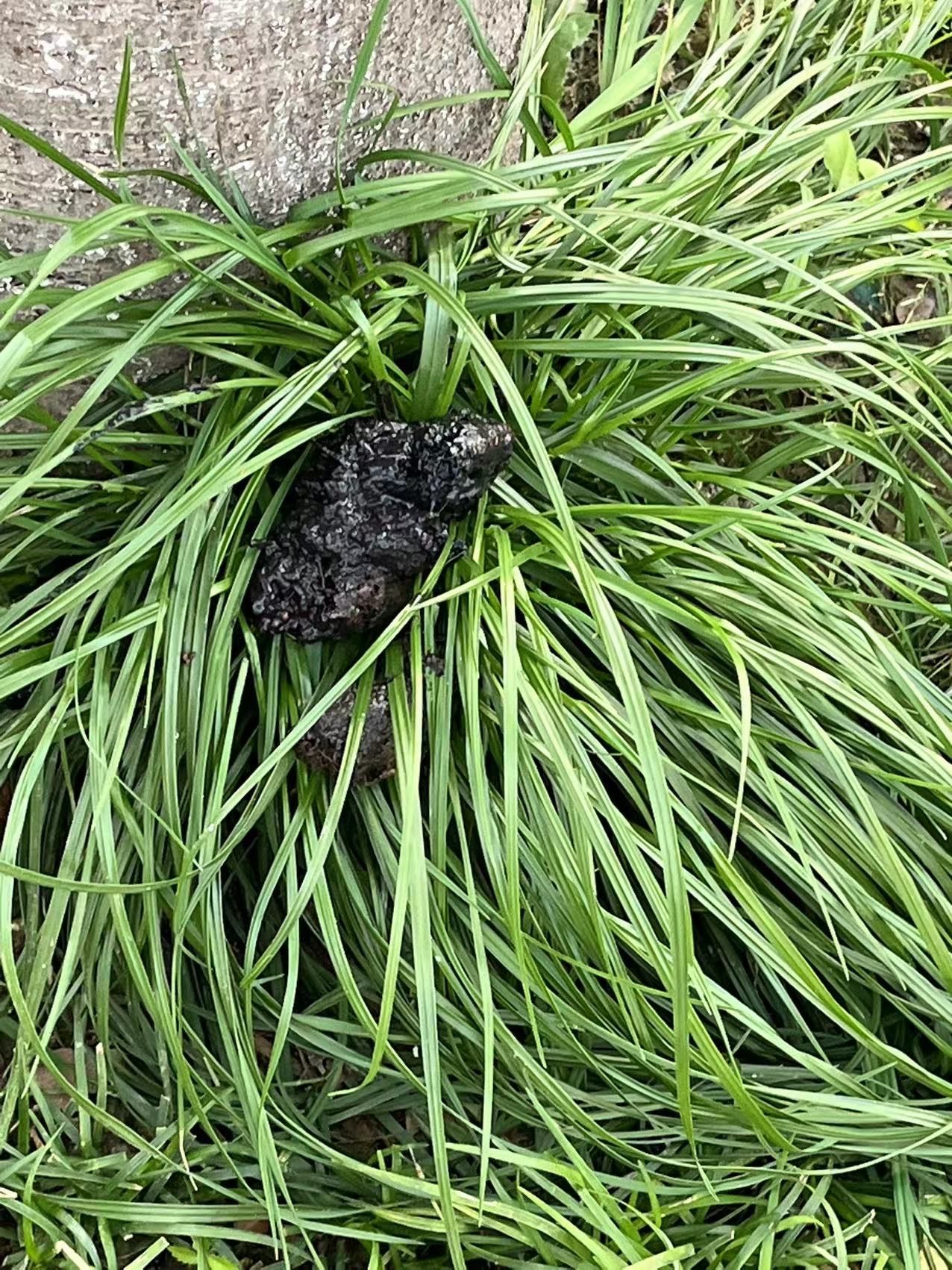 今天狗狗的大柏油屎