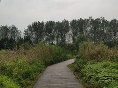 -溱湖国家湿地公园