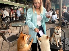 -柴犬高等学院·狗咖·柴犬售卖·宠物训练