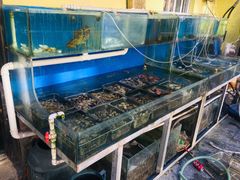 水产区-海帮主·蒸汽海鲜青岛菜(栈桥火车站店)