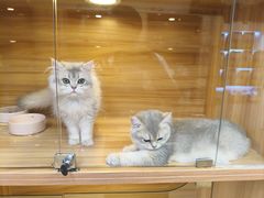 -猫十亿·布偶金渐层·曼基康矮脚猫舍(青年路店)
