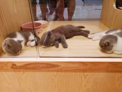 -屋虎猫馆(宝安大仟里店)